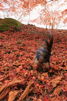 c0145250_14435073.gif