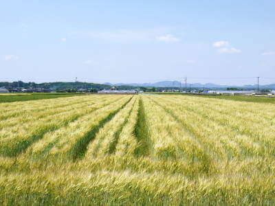 安全で美味しい熊本のお米を紹介!その3:土にこだわる匠のお米「熊本県菊池市七城町 砂田のこだわりれんげ米」_a0254656_17261146.jpg