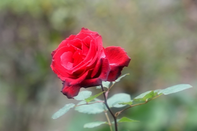 a0016161_16055381.jpg