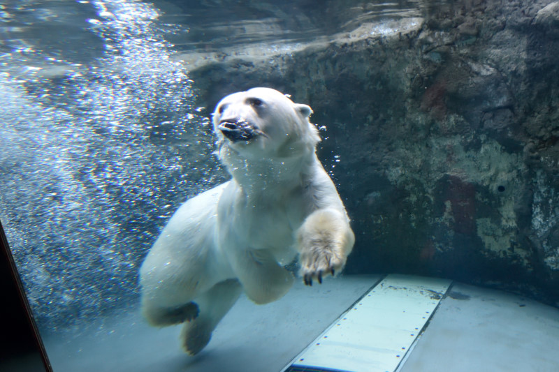 旭山動物園　2018/11/28_f0393964_22444240.jpg