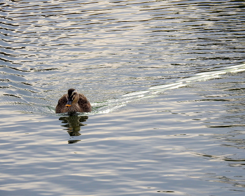 三ツ寺公園で　スズメやカラスも_c0305565_17362035.jpg