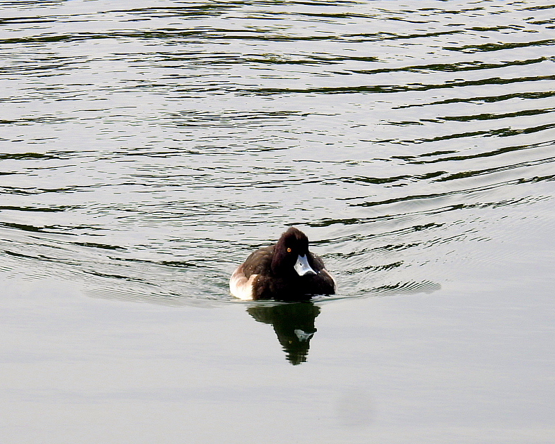 三ツ寺公園で　スズメやカラスも_c0305565_17363251.jpg