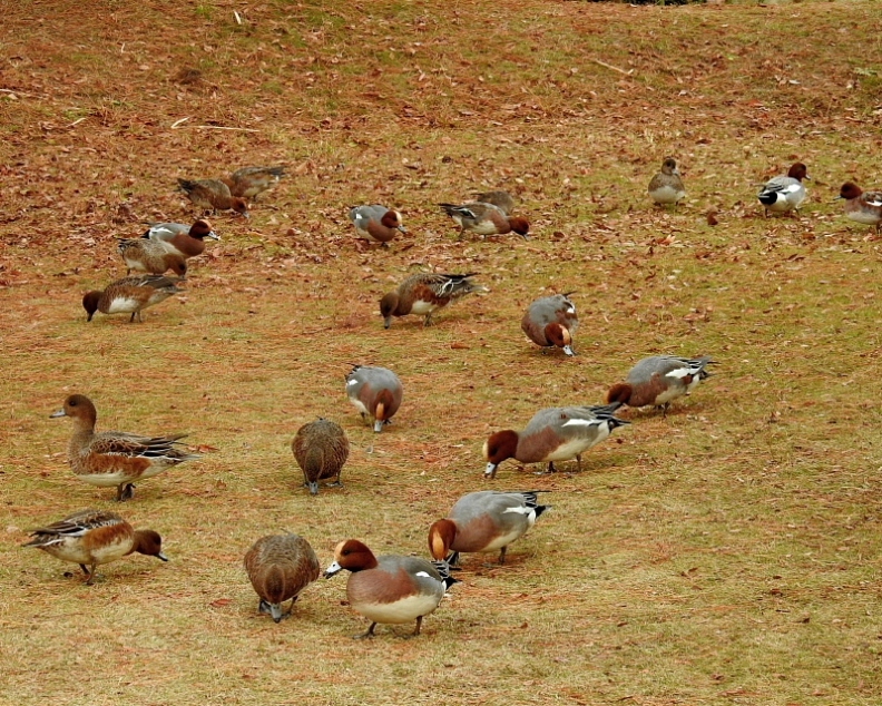 三ツ寺公園で　スズメやカラスも_c0305565_17371113.jpg