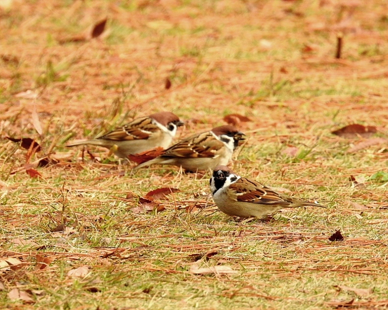 三ツ寺公園で　スズメやカラスも_c0305565_17374293.jpg