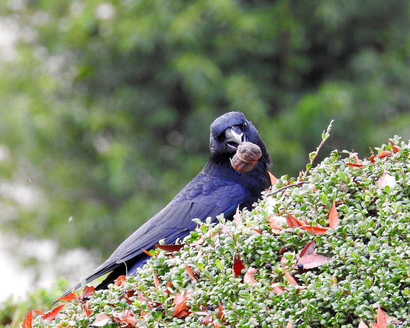 三ツ寺公園で　スズメやカラスも_c0305565_17383050.jpg