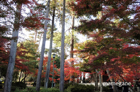 もう後ろギリギリなのよね　豪徳寺Ⅲ_f0364870_23082305.jpg