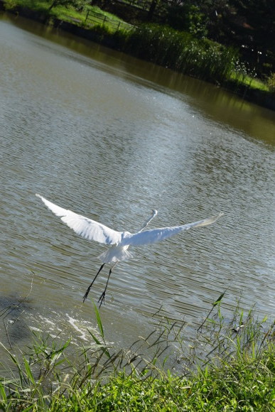 ♪ ダニエル 水元公園で楽しいお散歩～(#^.^#) ♪_b0242873_16470371.jpg