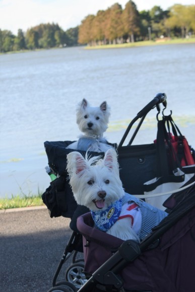 ♪ ダニエル 水元公園で楽しいお散歩～(#^.^#) ♪_b0242873_17192633.jpg