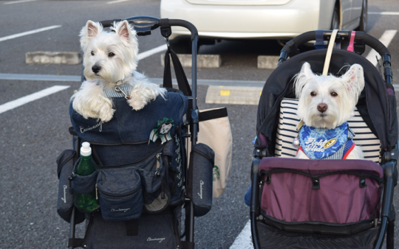 ♪ ダニエル 水元公園で楽しいお散歩～(#^.^#) ♪_b0242873_20141352.png