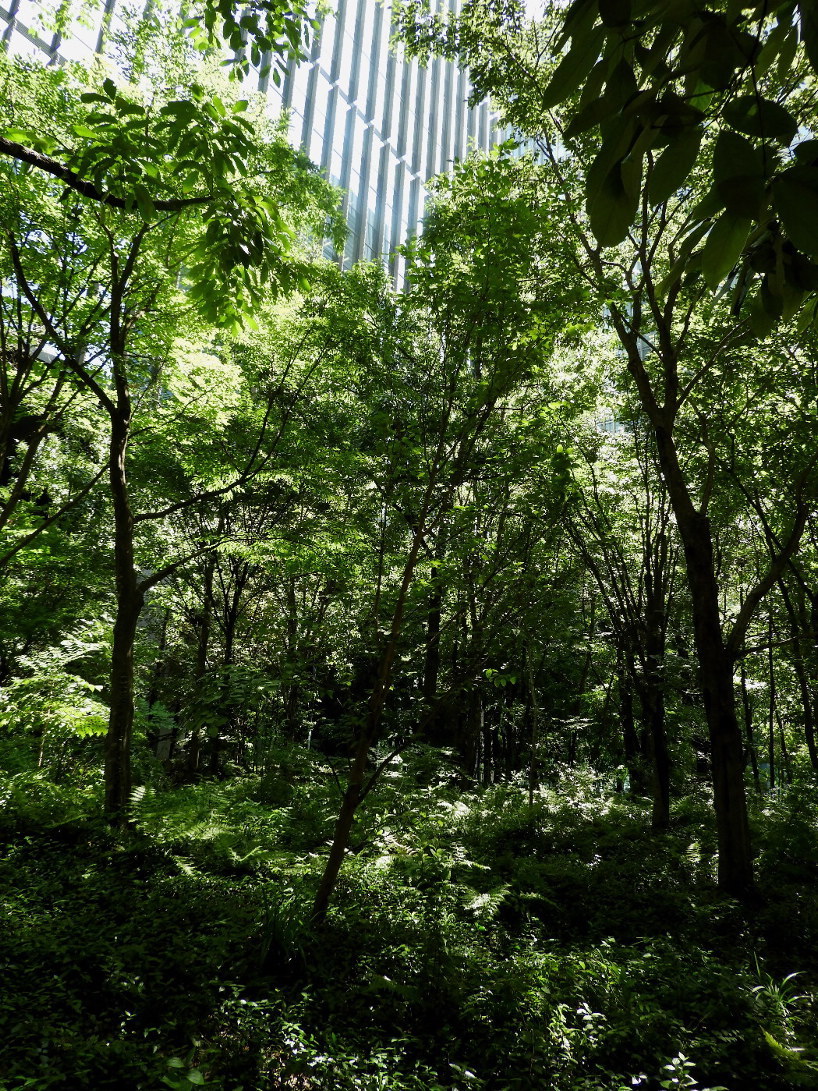 東京そぞろ歩き：大手門の森_f0049074_20211209.jpg