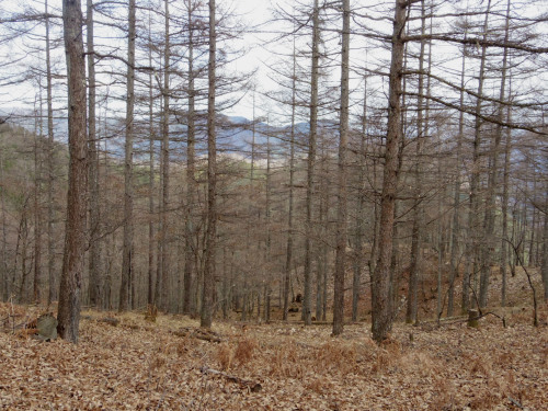 奥多摩の六ツ石山（12/5）_c0051781_21043241.jpg