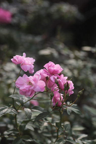 秋の薔薇で一週間　日曜日_e0209997_21124634.jpg