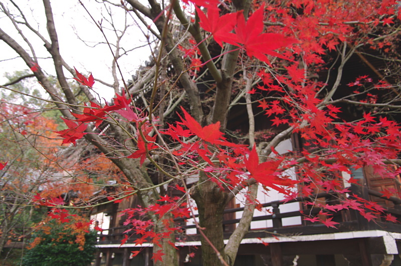 光明寺　紅葉_c0382798_17165145.jpg