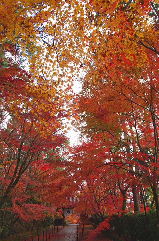 光明寺　紅葉_c0382798_17170723.jpg