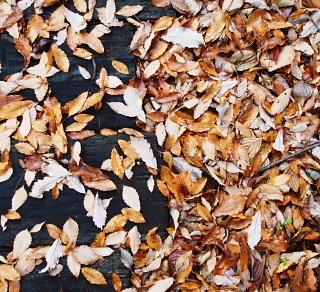 c0039501_12570208.jpg