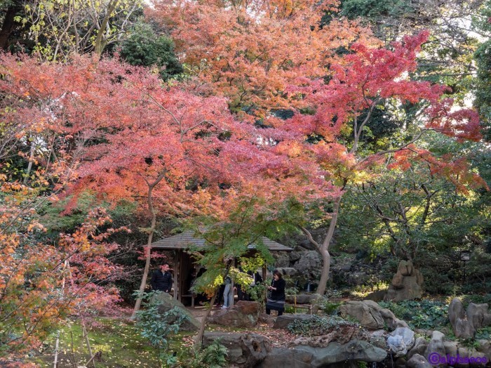 2018年12月5日　六義園散策_a0060403_21350400.jpg