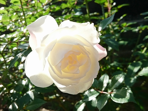e0289203_16250001.jpg