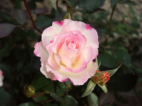 e0289203_16250013.jpg