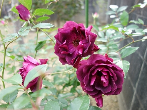 e0289203_16251061.jpg