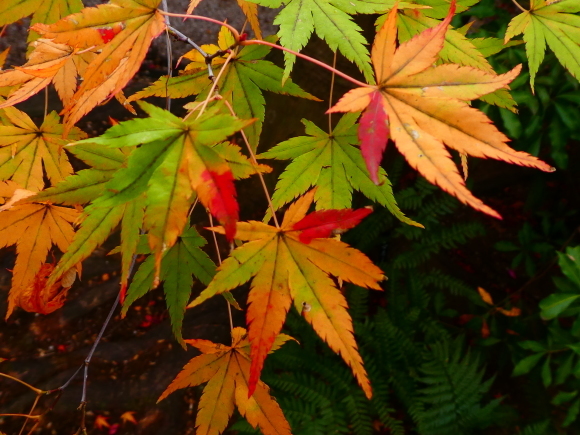 平成最後の紅葉図鑑 第五章 標本箱 おもちゃ箱 玉手箱 平成最後の紅葉図鑑 第五章 標本箱 おもちゃ箱 玉手箱