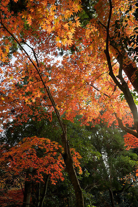 2018湖東三山の紅葉・西明寺_f0032011_16524618.jpg