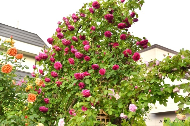 マダム イサーク プレール18前編 カヲリノニワ