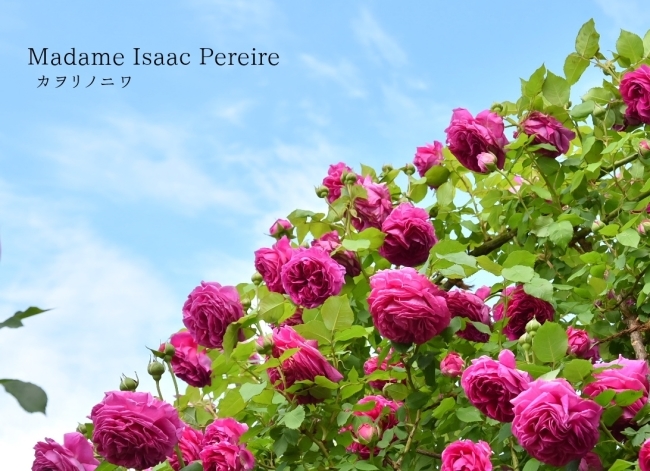 マダム イサーク プレール18前編 カヲリノニワ