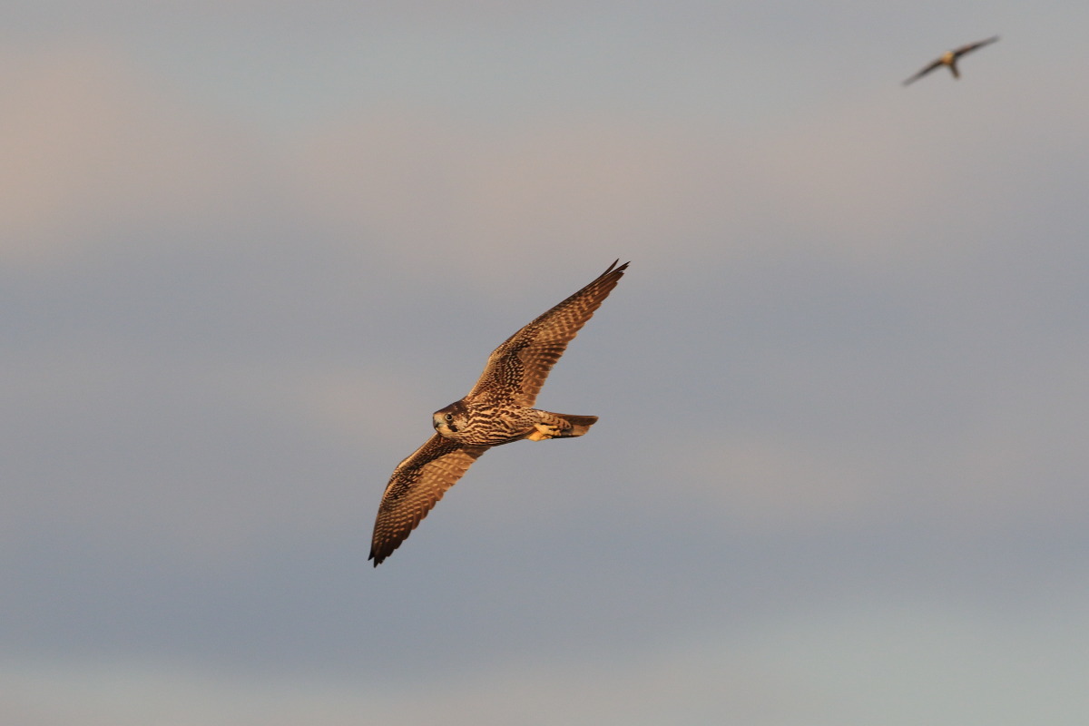 ハヤブサ 夕日に染まった幼鳥 _f0369315_09400467.jpg
