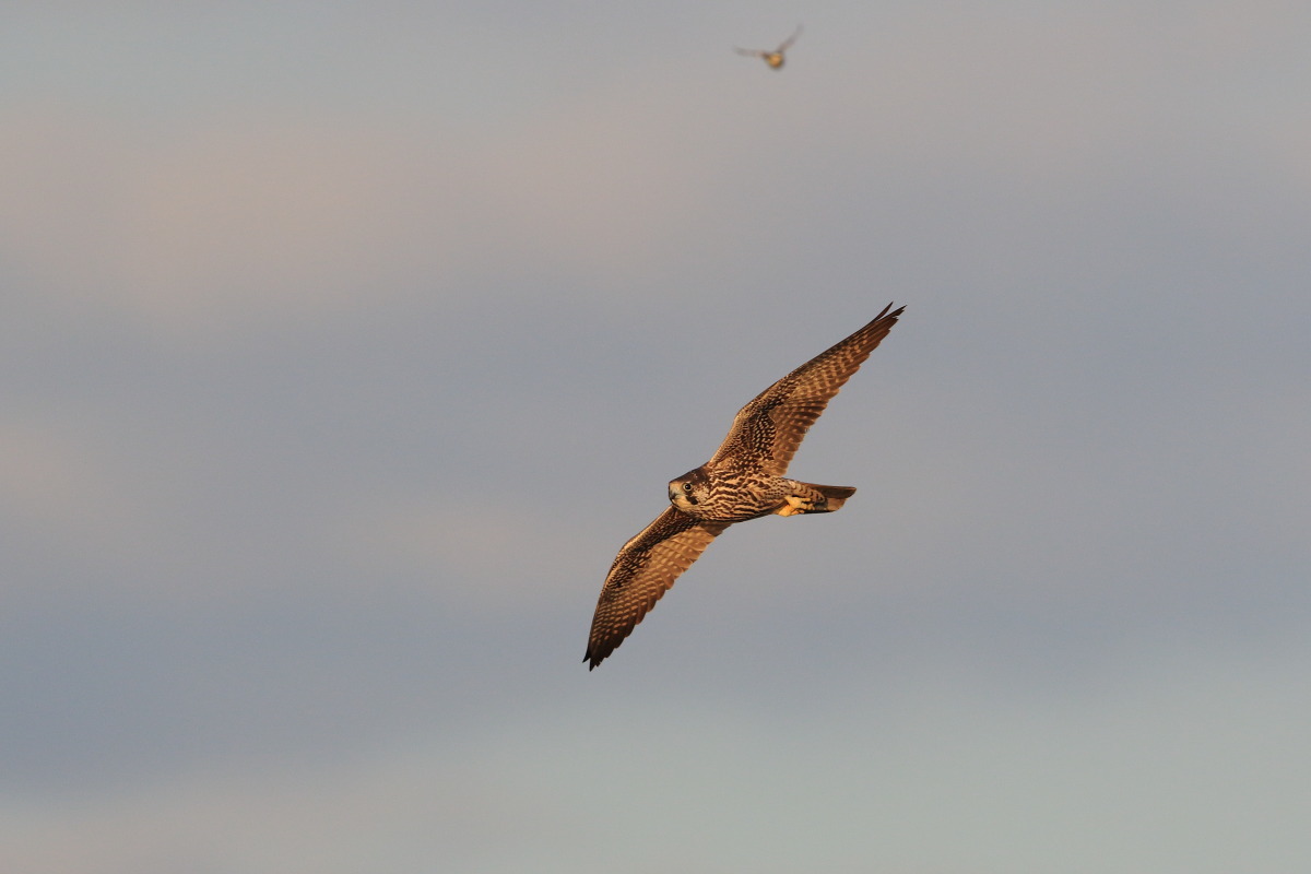ハヤブサ 夕日に染まった幼鳥 _f0369315_09400492.jpg