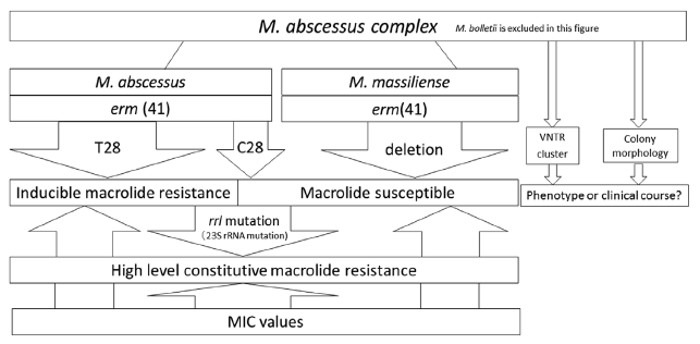 Mycobacteroides abscessus complex感染症のerm(41) sequevarと臨床的特徴_e0156318_101625.png