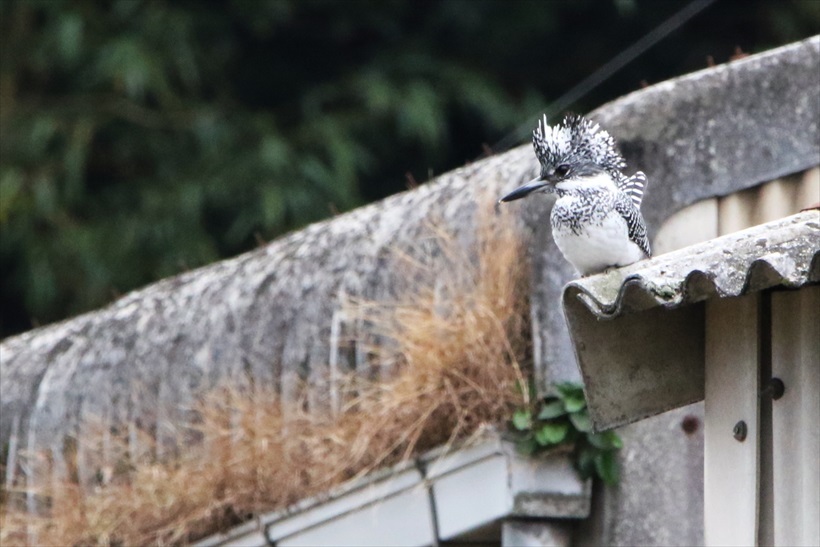 ヤマセミ、カワセミ_f0372624_15221537.jpg