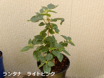 e0033229_15465172.jpg