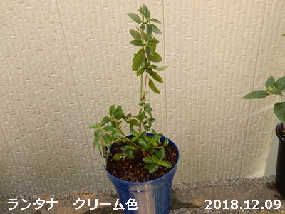 e0033229_15475576.jpg