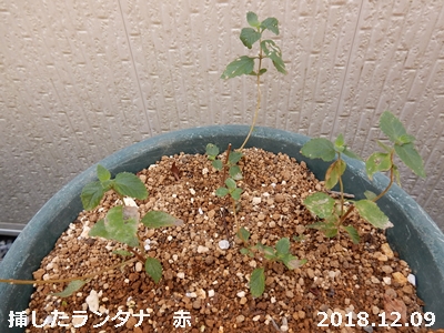 e0033229_15508100.jpg