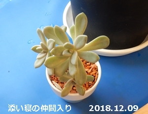 e0033229_1563278.jpg