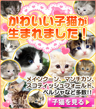 初めて子猫は安心のお店で！/スコティッシュ子猫/宮城県松島町_a0339732_16360553.jpg