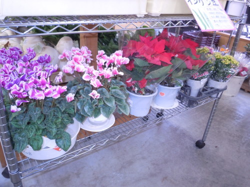 f0227432_09252679.jpg