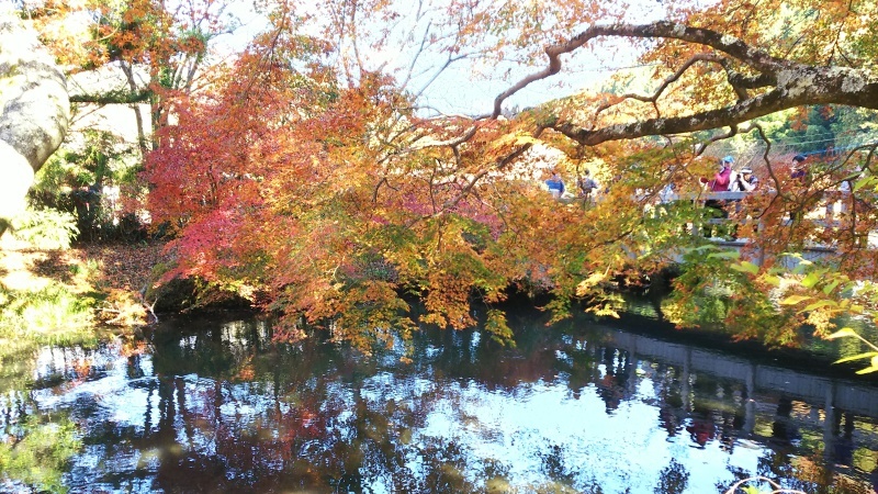 金鱗湖の朝霧と紅葉 ★別府・由布院の旅⑧★_e0305834_01014390.jpg