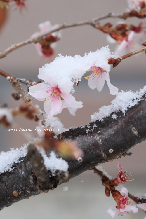 野沢温泉村　雪が積もりました。_b0404739_19453487.jpg