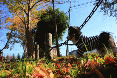 c0145250_10031702.gif