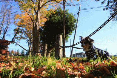c0145250_10035885.gif