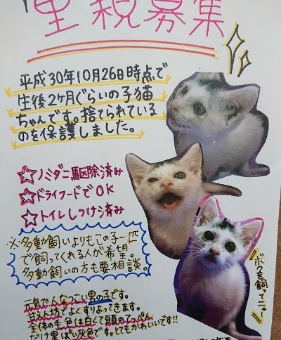 開運猫 福ちゃん うふふなダイドコ Plus 開運猫 福ちゃん うふふなダイドコ Plus