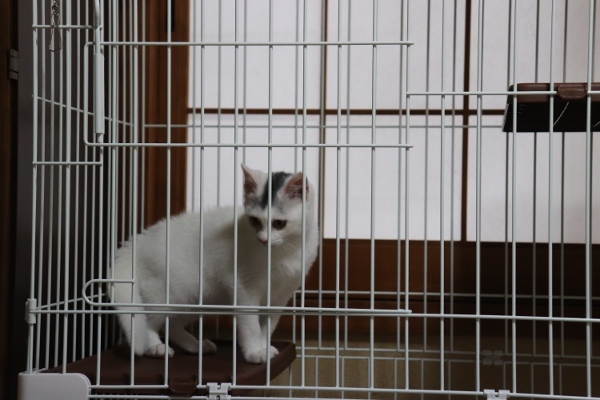 開運猫 福ちゃん うふふなダイドコ Plus 開運猫 福ちゃん うふふなダイドコ Plus
