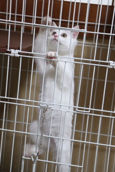 開運猫 福ちゃん うふふなダイドコ Plus 開運猫 福ちゃん うふふなダイドコ Plus