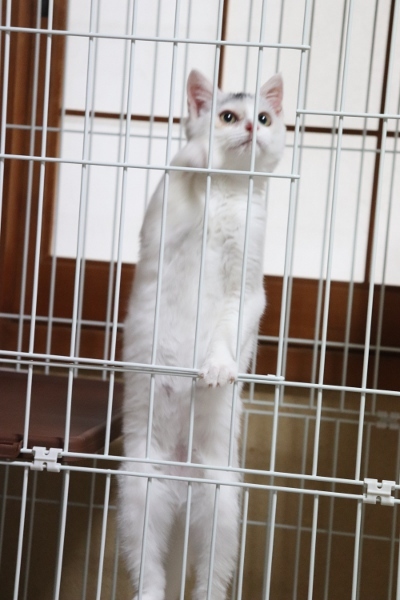 開運猫 福ちゃん うふふなダイドコ Plus 開運猫 福ちゃん うふふなダイドコ Plus