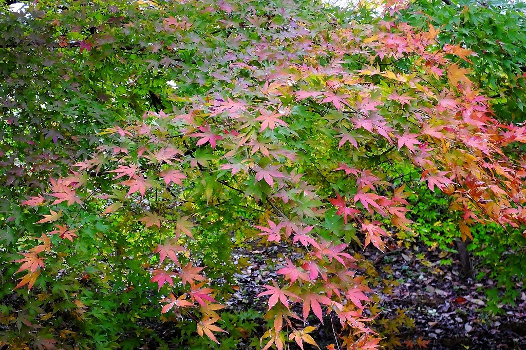 b0236251_11324168.jpg