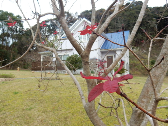 ’18,12,9(日)朝散歩とポストとクリスマスツリー!_f0060461_11023416.jpg