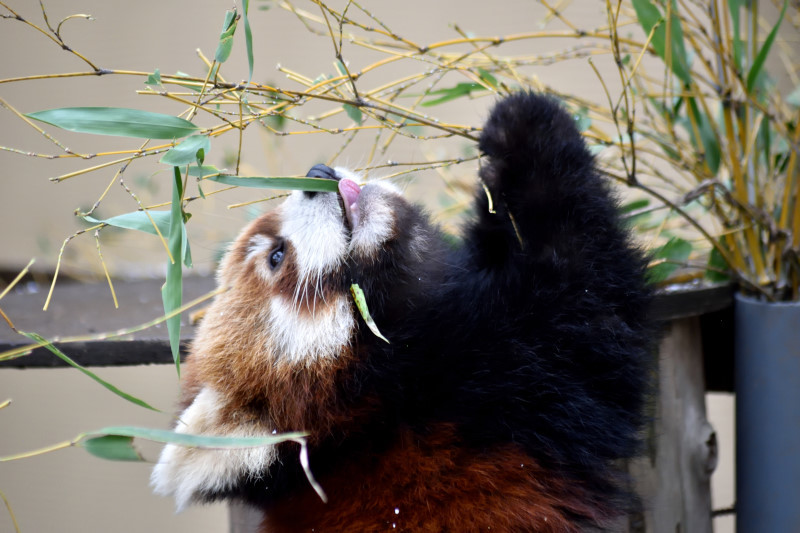 旭山動物園　2018/11/28_f0393964_01374152.jpg