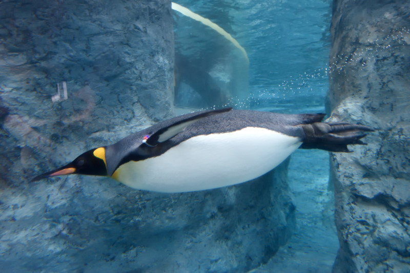 旭山動物園　2018/11/28_f0393964_01381098.jpg