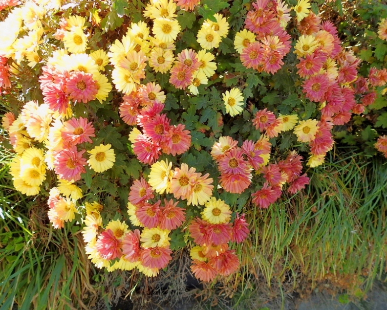 c0305565_17422844.jpg